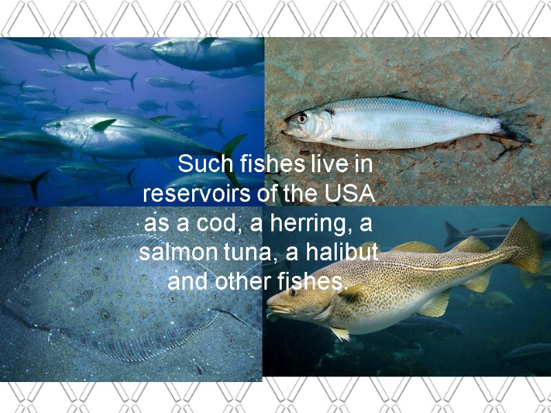 Such fishes live in reservoirs of the USA as a cod, a herring, a